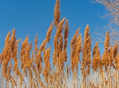 Prairie plants bathed in warm sunlight in the expansive Midewin National Tallgrass Prairie.