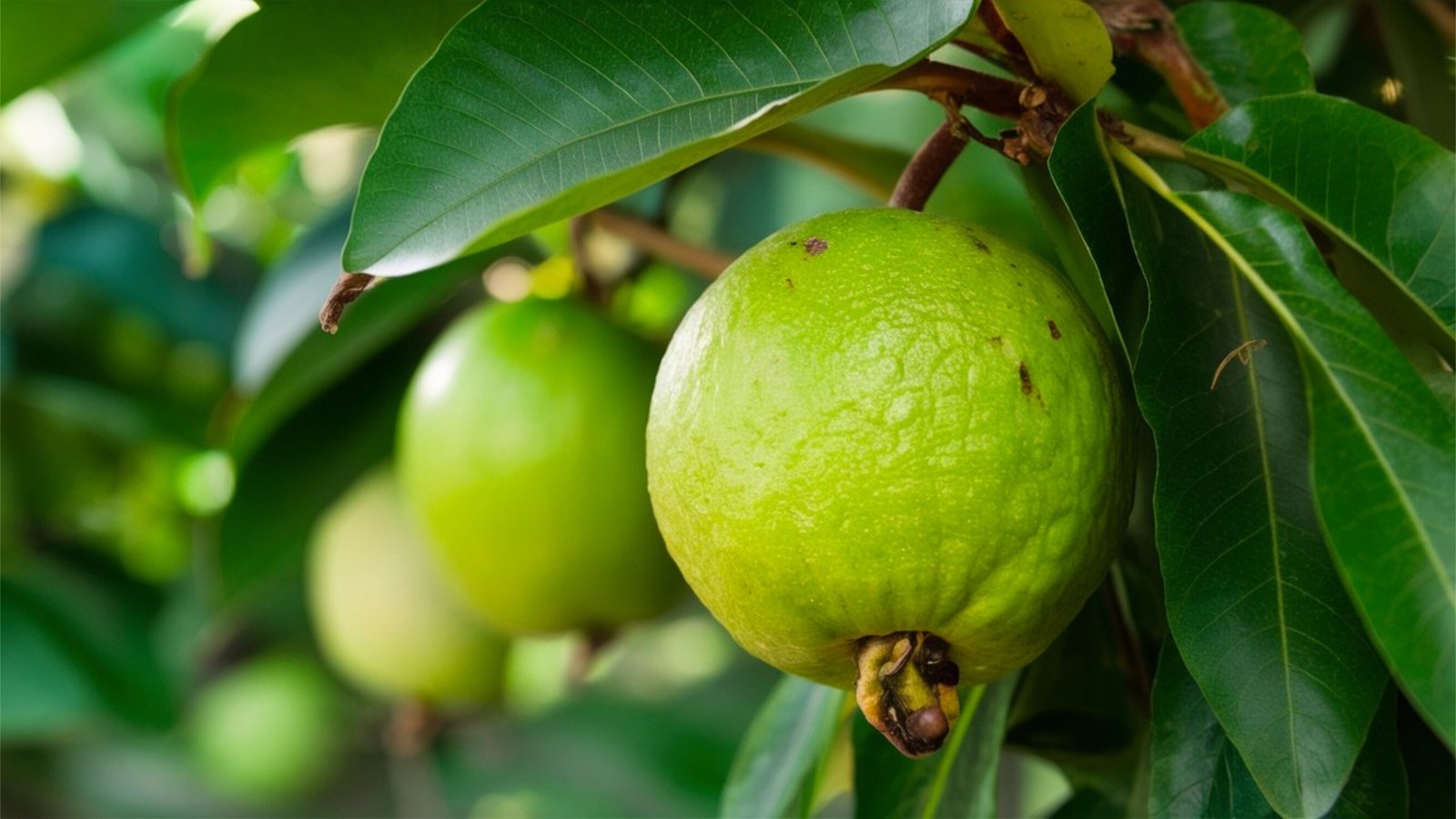 Thai white guava features glossy, broad, oval-shaped green leaves and round, bumpy green fruits.