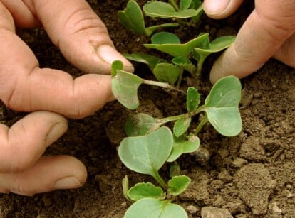 Close up of a gardener's hand carefully selecting the weakest and smallest sprouts to thin from a row.