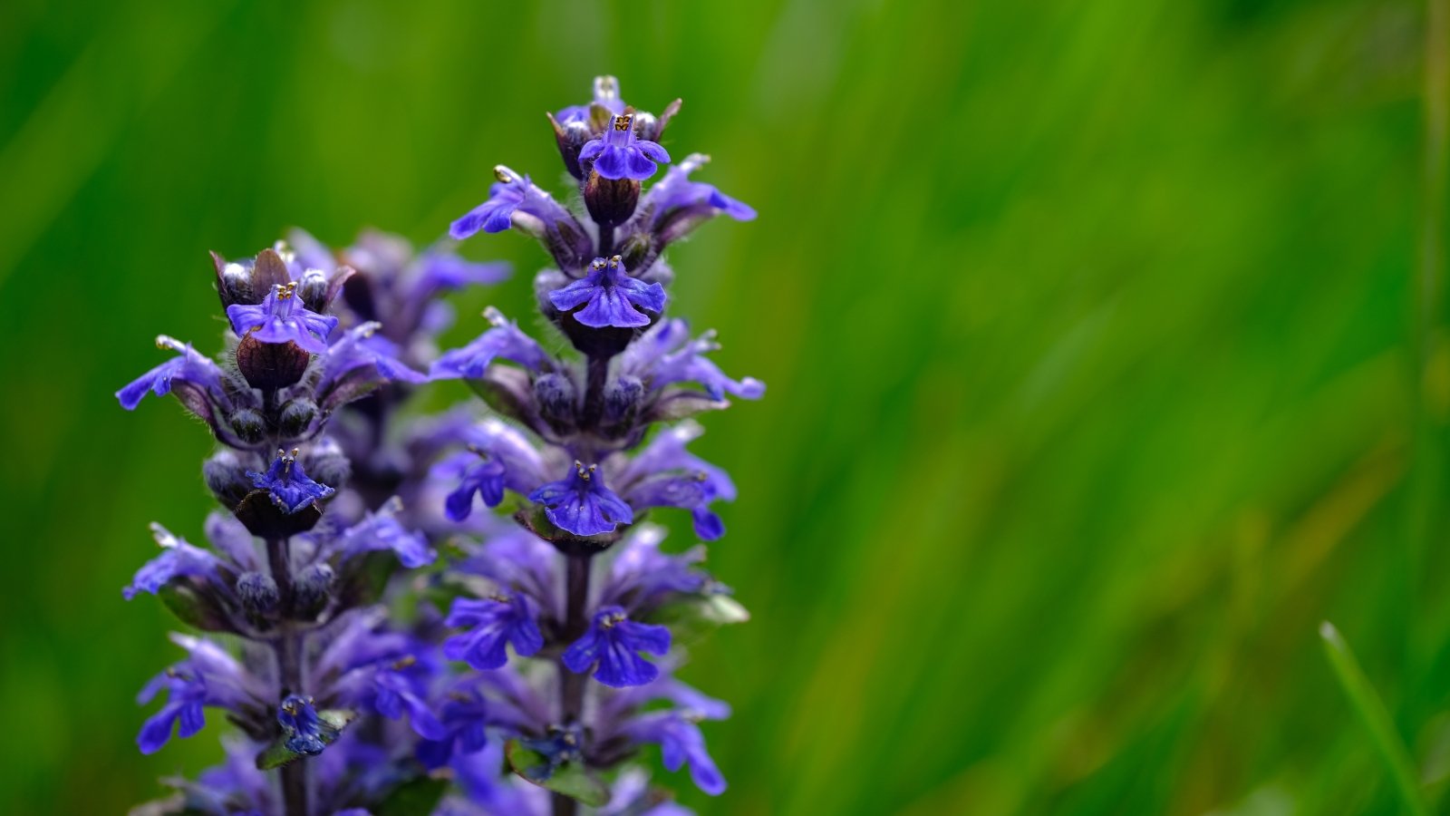 Closeup of delicate purple flowers growing on tall stalks with green grass in the back.