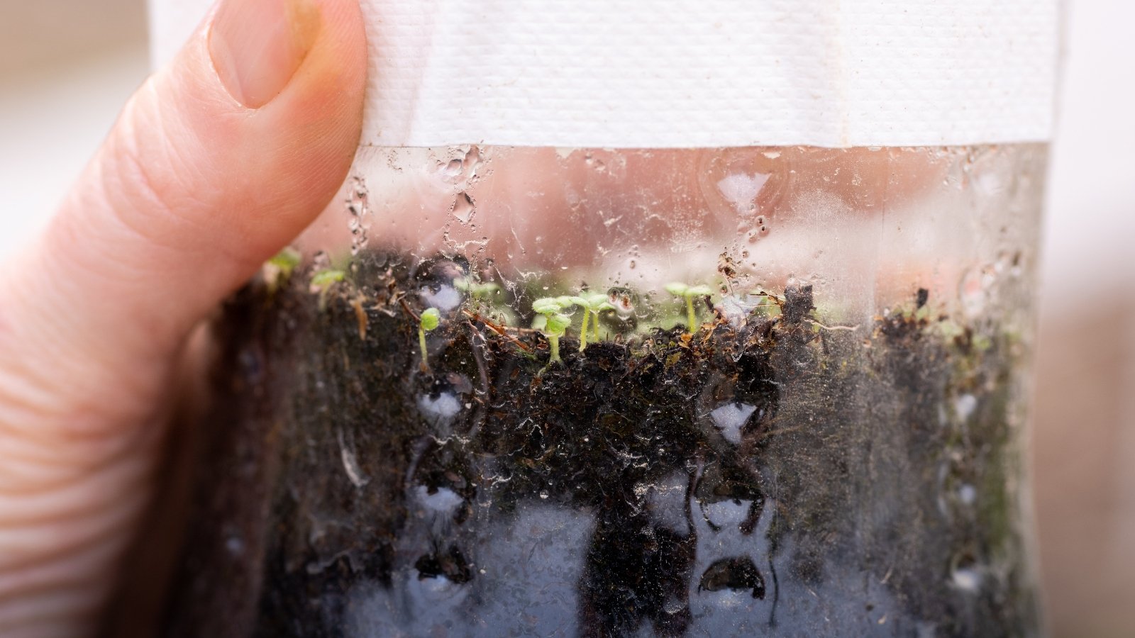 A transparent plastic bottle containing moist soil with tiny green sprouts just beginning to emerge, held gently by a hand.