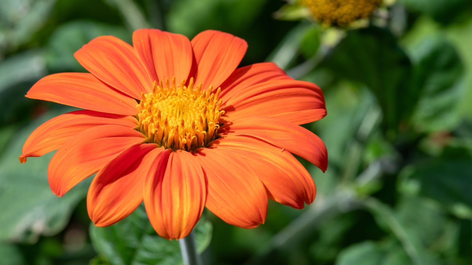 A prominent Tithonia rotundifolia flower, appearing a vivid orange with a yellowish center, surrounded by deep green leaves