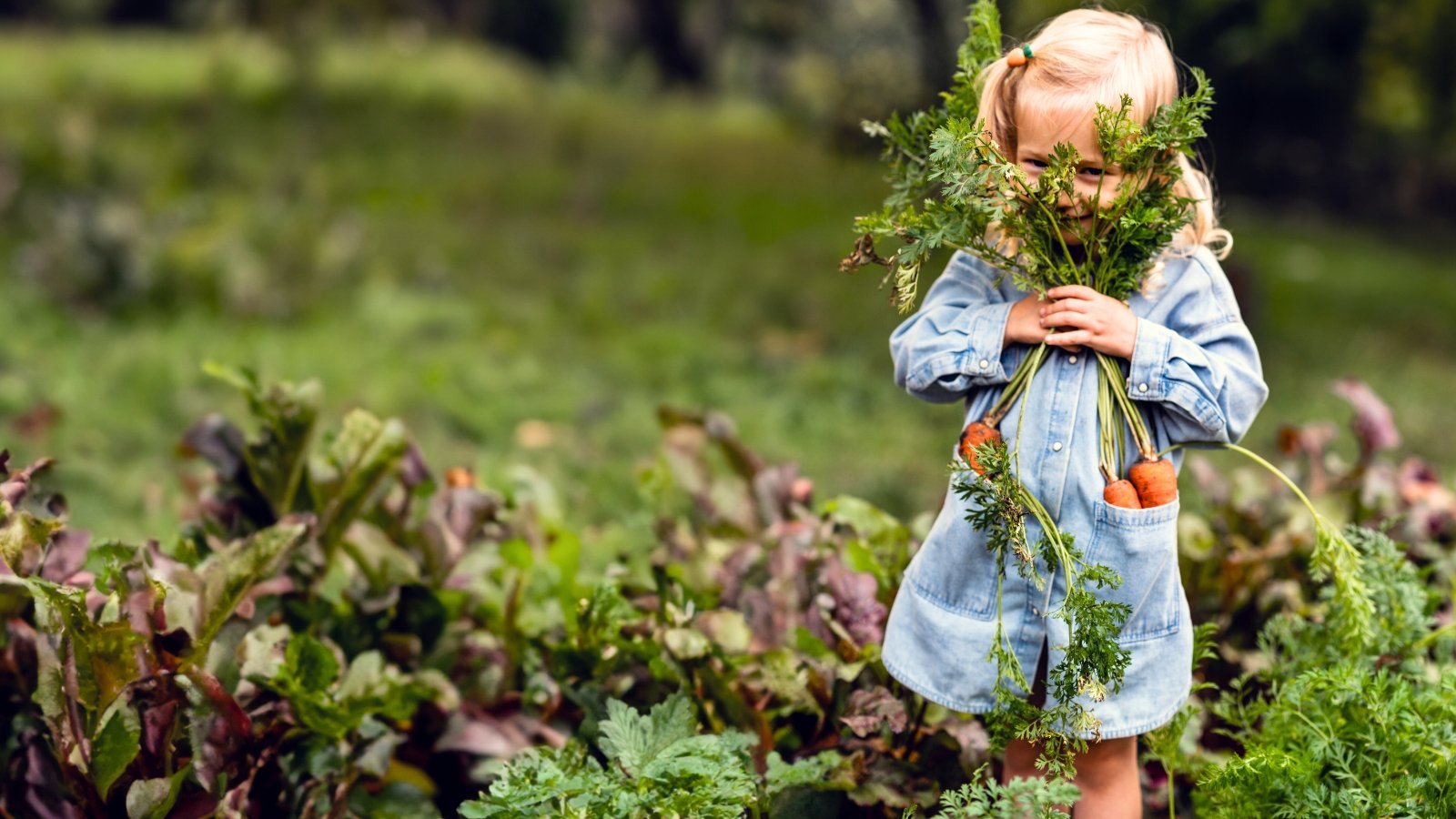 A toddler with white hair, dressed in a denim dress, holds freshly picked carrots with bright orange, cone-shaped roots.