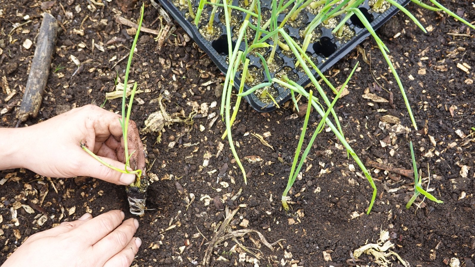 Young green plants being meticulously transplanted into fertile soil, with hands pressing the earth around the roots for stability.