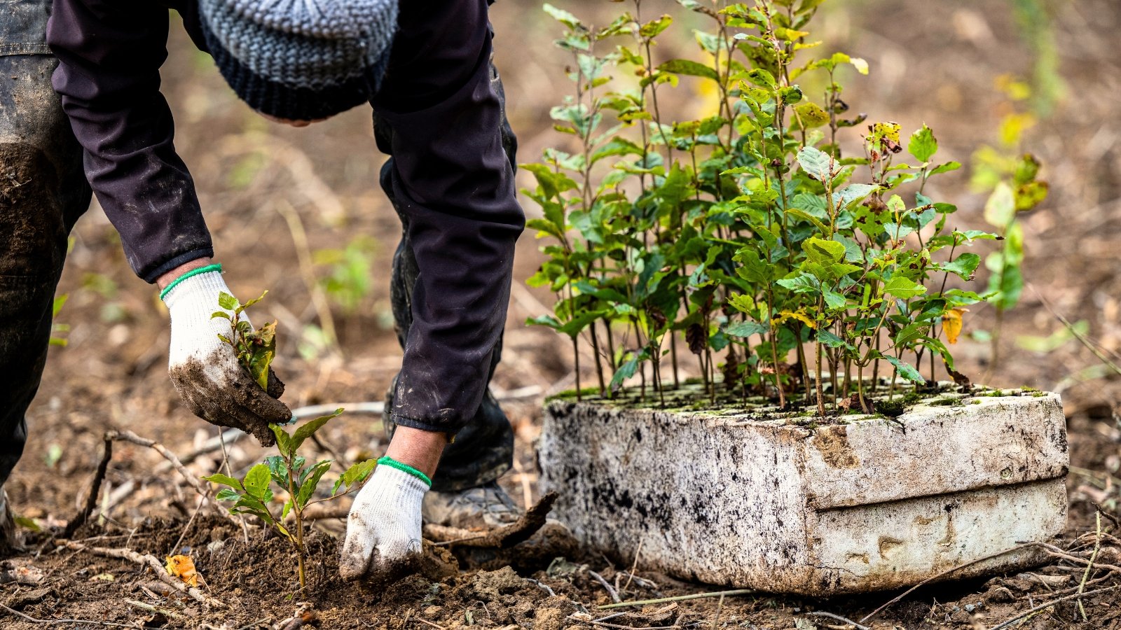 Close-up of a gardener in white gloves transplanting a young tree seedling into the garden soil next to a tray with cells containing other tree seedlings.
