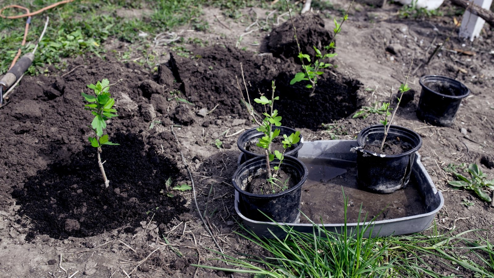 Several young plants being transplanted from small black pots into prepared soil in a garden bed, arranged in neat clusters.