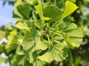 Ginkgo biloba is a tree with unique fan-shaped leaves of glossy green color.