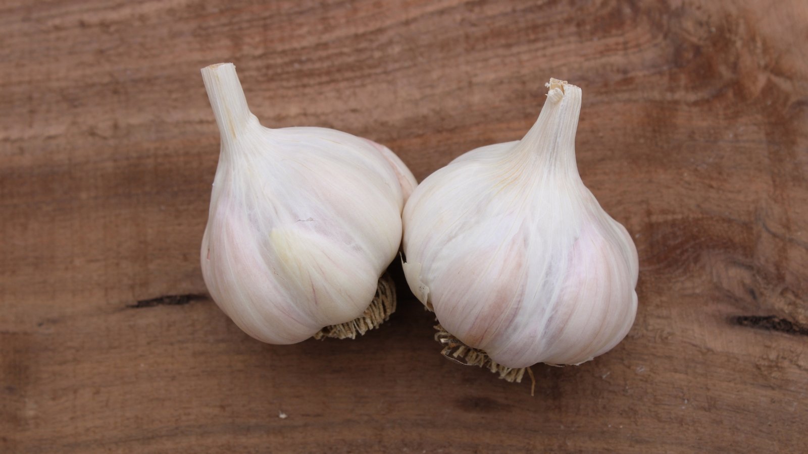 Two plump, white bulbs with tight, papery skins, resting on a wooden surface with their pointed tips slightly angled outward.