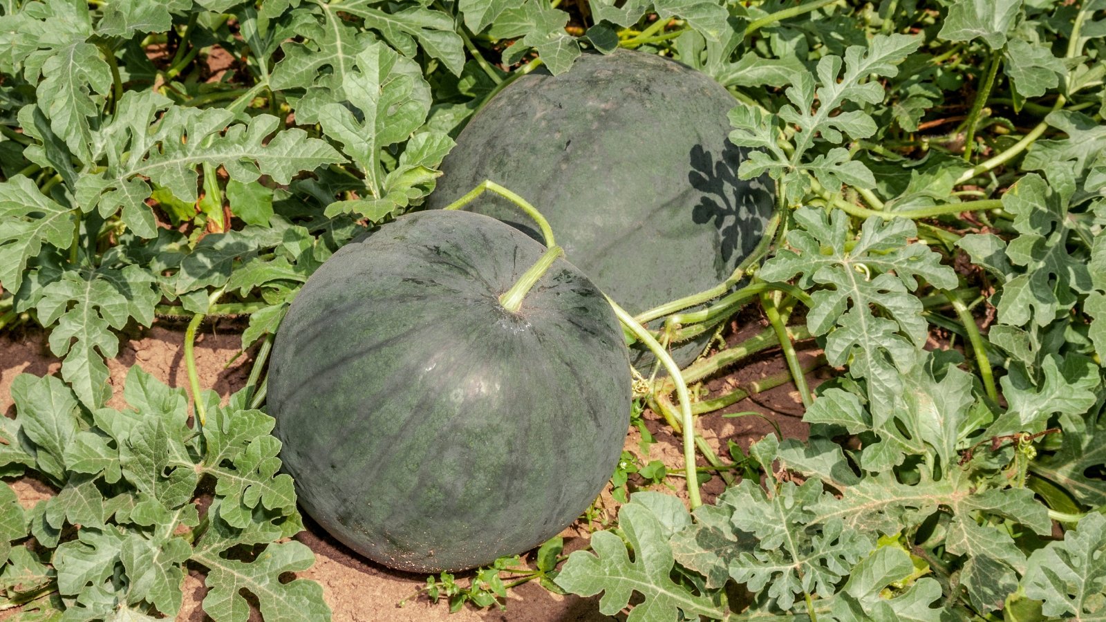 A Citrullus lanatus growing in a garden in the Moscow region, surrounded by dense foliage.