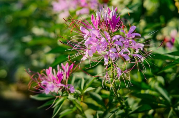 Cleome hassleriana, one of the unusual cutting flowers, displays palmate, green leaves and large, airy clusters of spider-like flowers in shades of pink, each with long, protruding stamens.