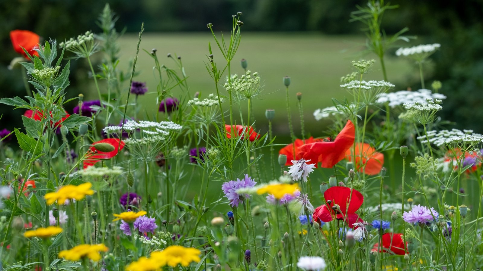 Various vibrant wildflowers, including red, yellow, and purple blooms, rise gracefully on slender stems against a green meadow backdrop.