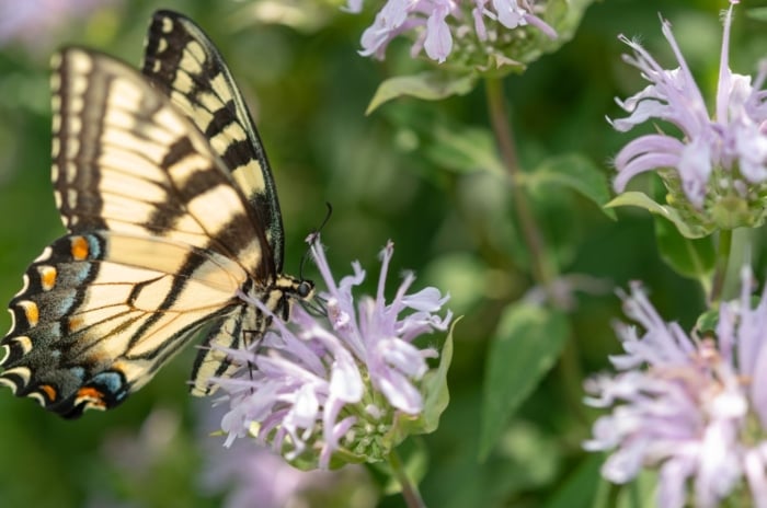 Many flowers of showy plants for bees butterflies, serving as the flower's pollinators