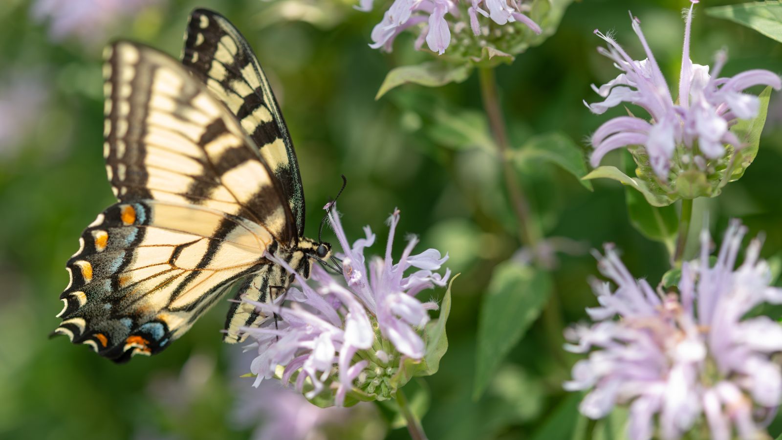 Many flowers of showy plants for bees butterflies, serving as the flower's pollinators