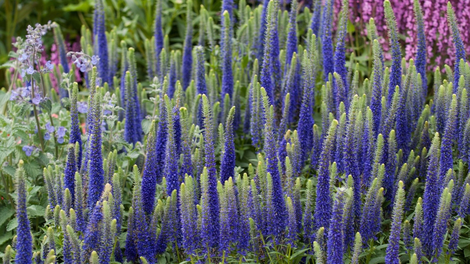 Vibrant blue Veronica spicata flowers form tall spikes against a background of green foliage in a sunny nature park.