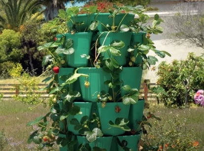 vertical strawberries