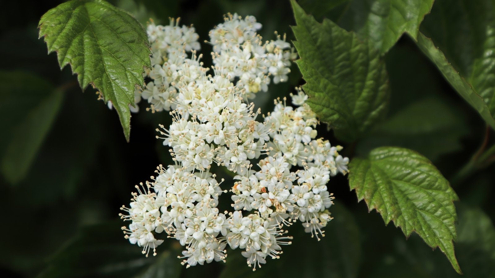 Viburnum dentatum showcases sturdy stems, glossy green leaves, and clusters of small white flowers.