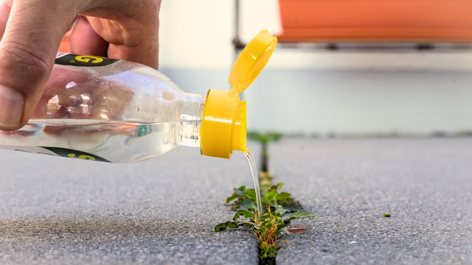 adding vinegar essence over weed growing between concrete floor tiles