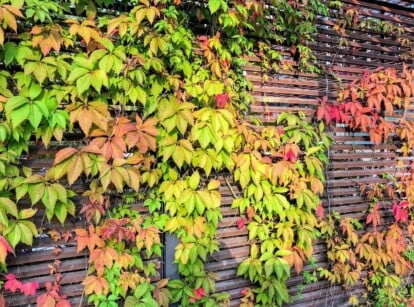 A plant wall adorned with Virginia Creeper leaves, creating a vibrant and refreshing sight. The assortment of colors, from deep green to soft yellow and gentle pink, lends an enchanting charm to the space, bringing the wonders of nature indoors.