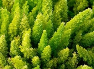 Foxtail fern plant with vividly colored leaves appearing bright light green with spiky forms pointing upward while receiving sunlight