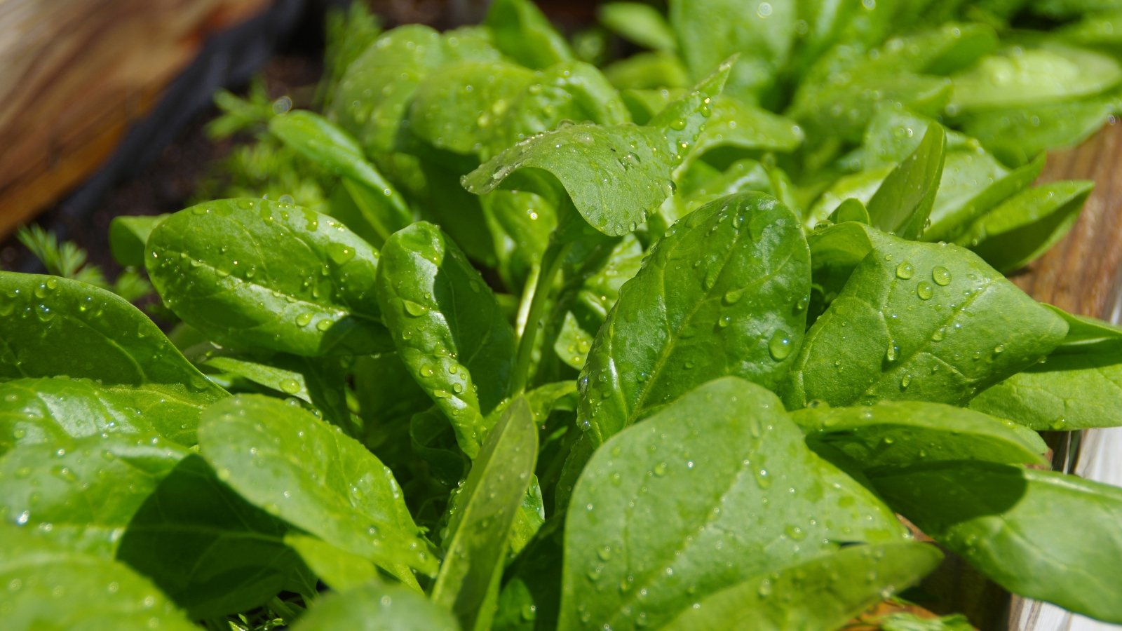 The plant features large, oval leaves with a rich green color covered with water drops.