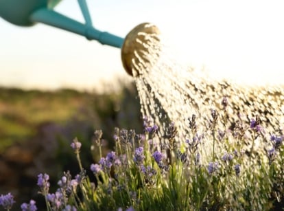 Close-up of watering lavender bushes with woody stems, narrow, gray-green leaves, and spikes of fragrant, purple-blue flowers using a blue watering can in a sunny garden.