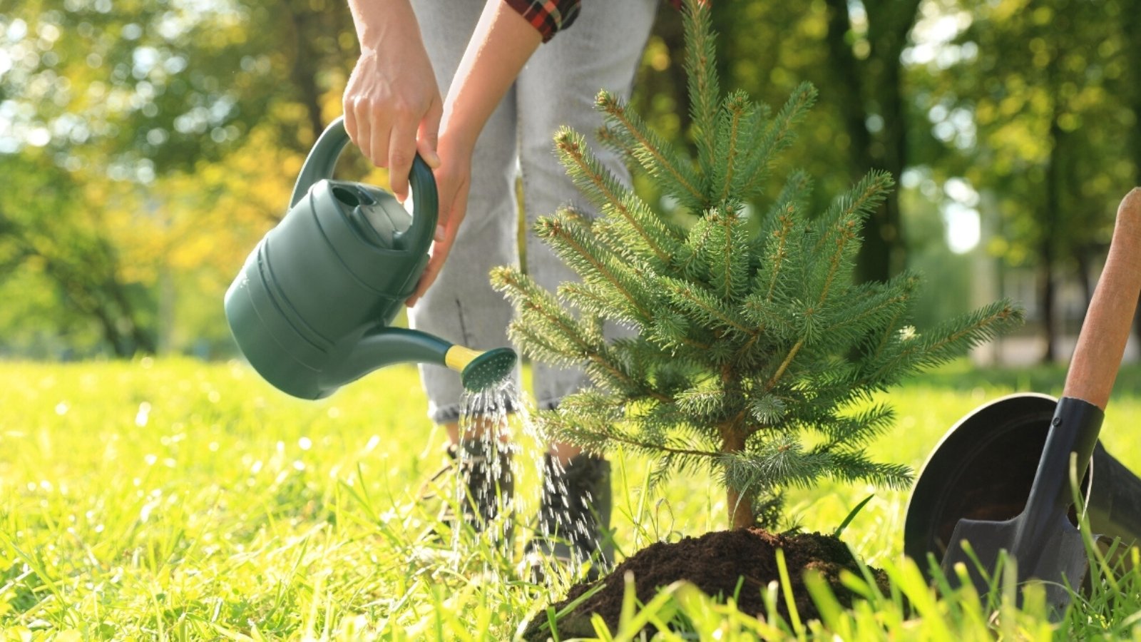 A woman waters a newly planted conifer tree in a well-maintained garden, with vibrant green grass and surrounding foliage visible in the background.