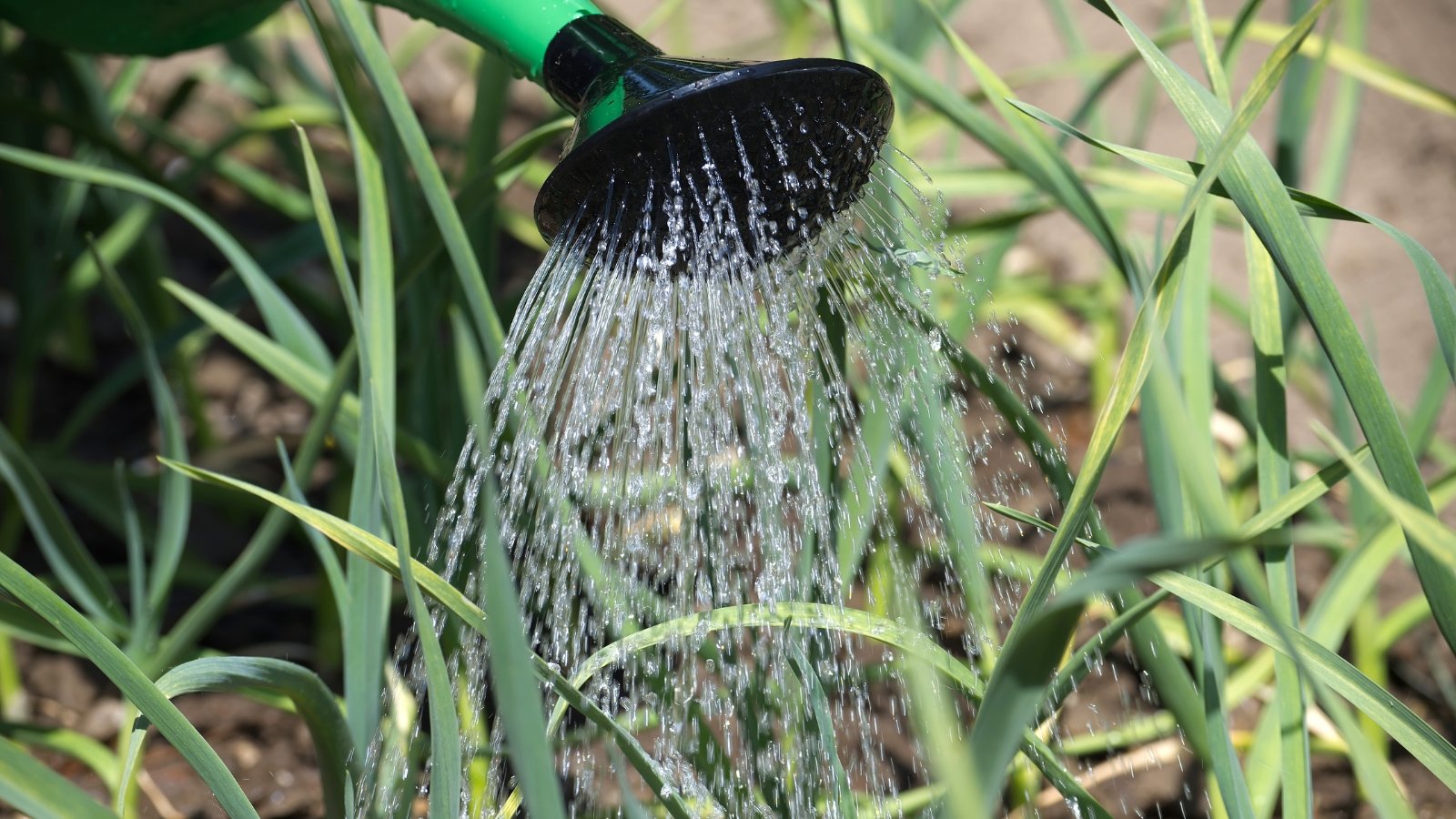 A green watering can with a long spout is used to pour water onto small green sprouts, encouraging growth in a freshly planted area.