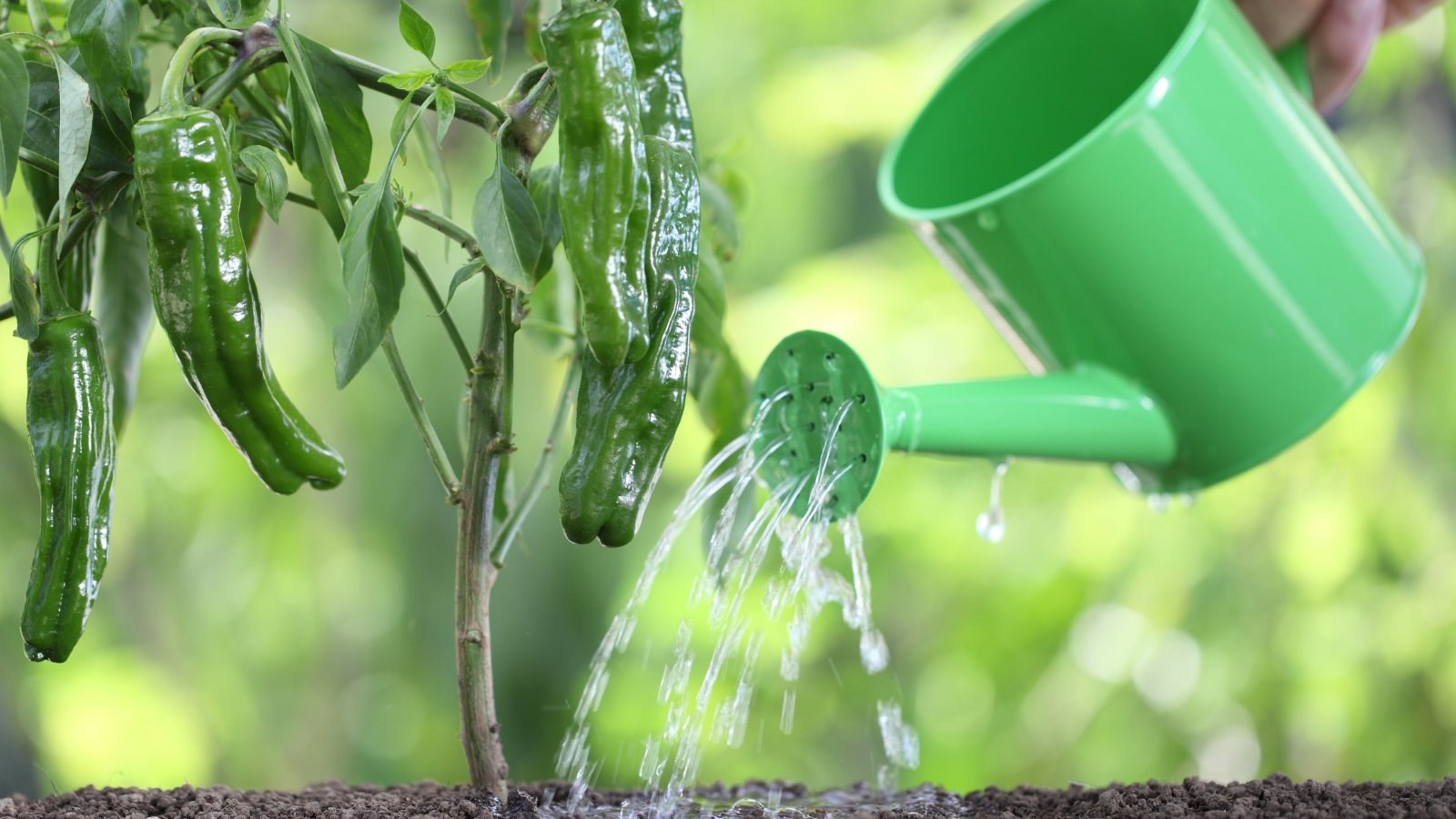 A healthy Capsicum annuum plant with green, elongated fruits and a woody stem, getting some water from a green watering can.