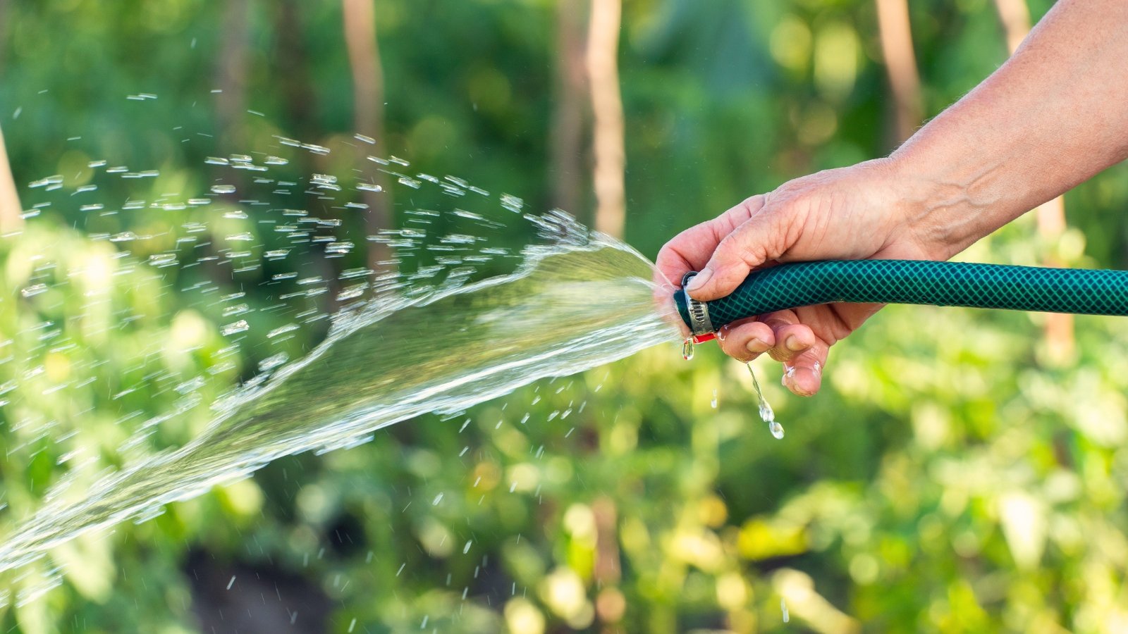 Close-up of a man's hand watering a garden with a stream of water using a green hose.