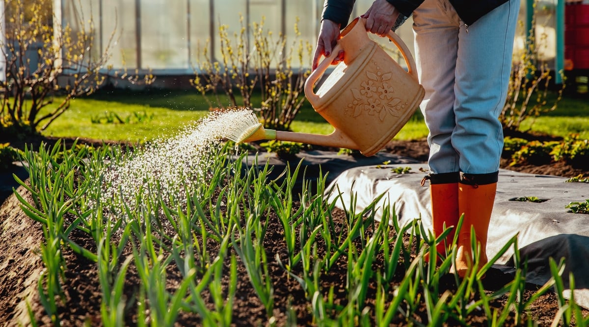 watering garlic garden