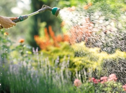 Close-up of a gardener watering a summer blooming garden using a hose with a green spray nozzle to avoid common watering mistakes.