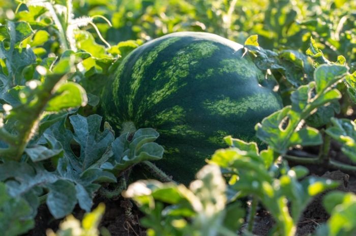 A vibrant green plant with fruit developing watermelon problems that is not visible upfront