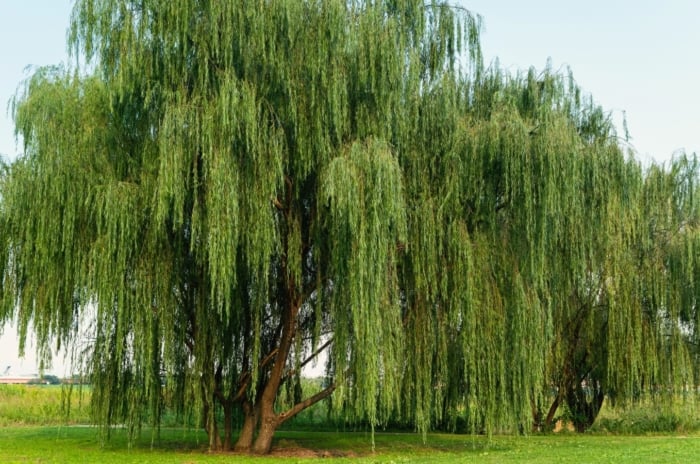 The weeping willow tree has gracefully arching branches that drape downward, with long, slender green leaves and rough, deeply furrowed bark.