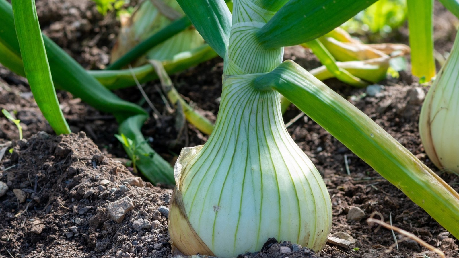 A close-up of raw white bulbs with thick, green stalks, arranged in an elevated planter, showcasing their fresh and firm texture.