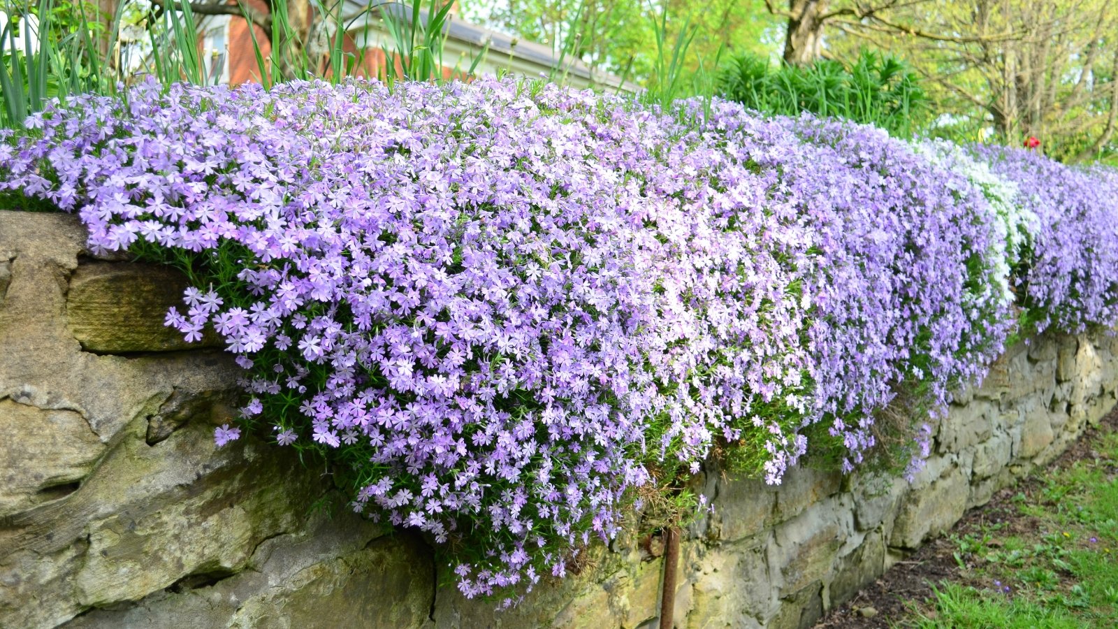 Purple creeping phlox flowers cascade gracefully along a low stone wall. In the background, a lush array of plants provides a rich tapestry of foliage, adding depth and texture to the scene.