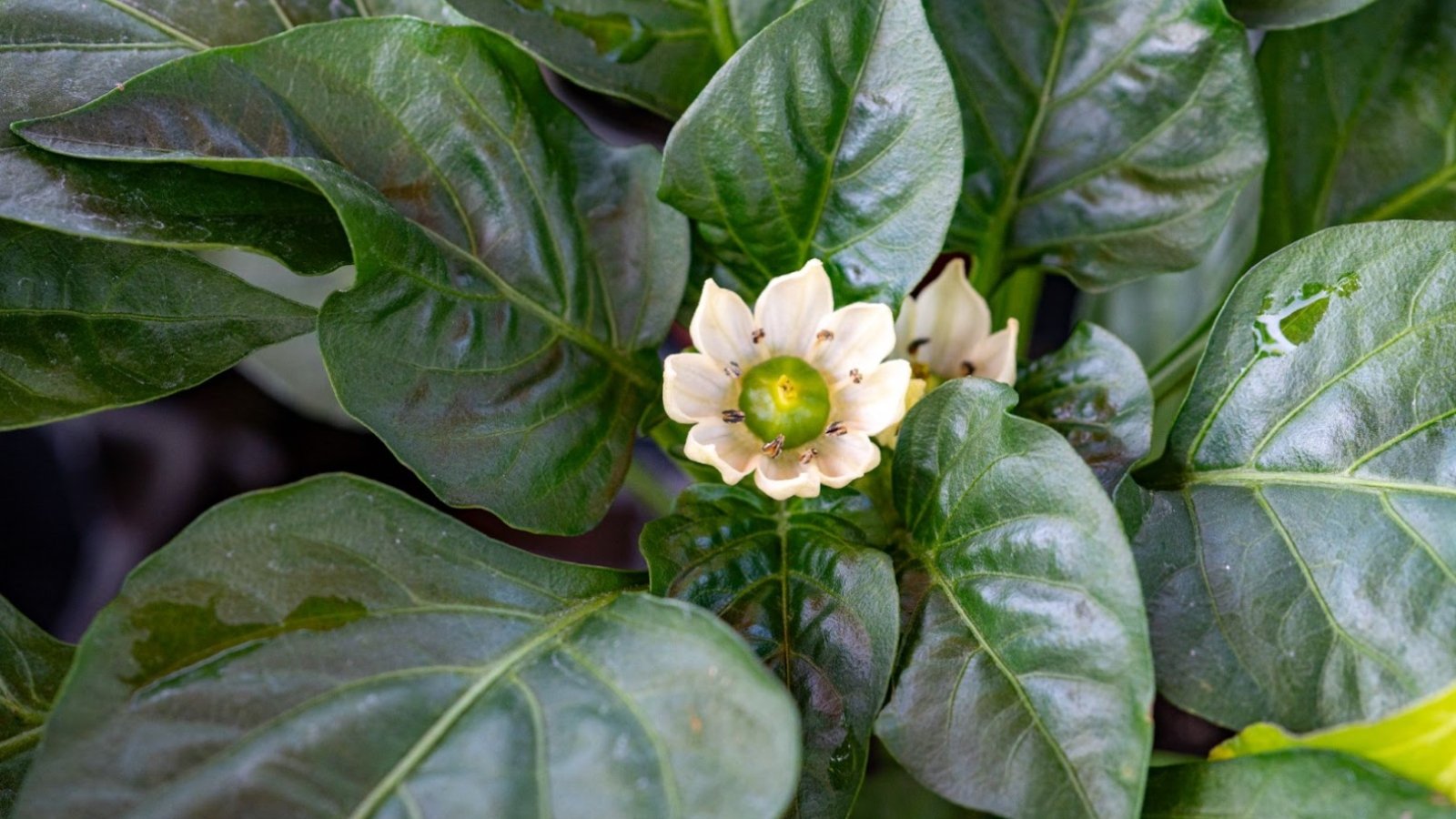 The pepper plant features large, glossy, dark green leaves and produces small white flowers with a delicate, star-like shape.