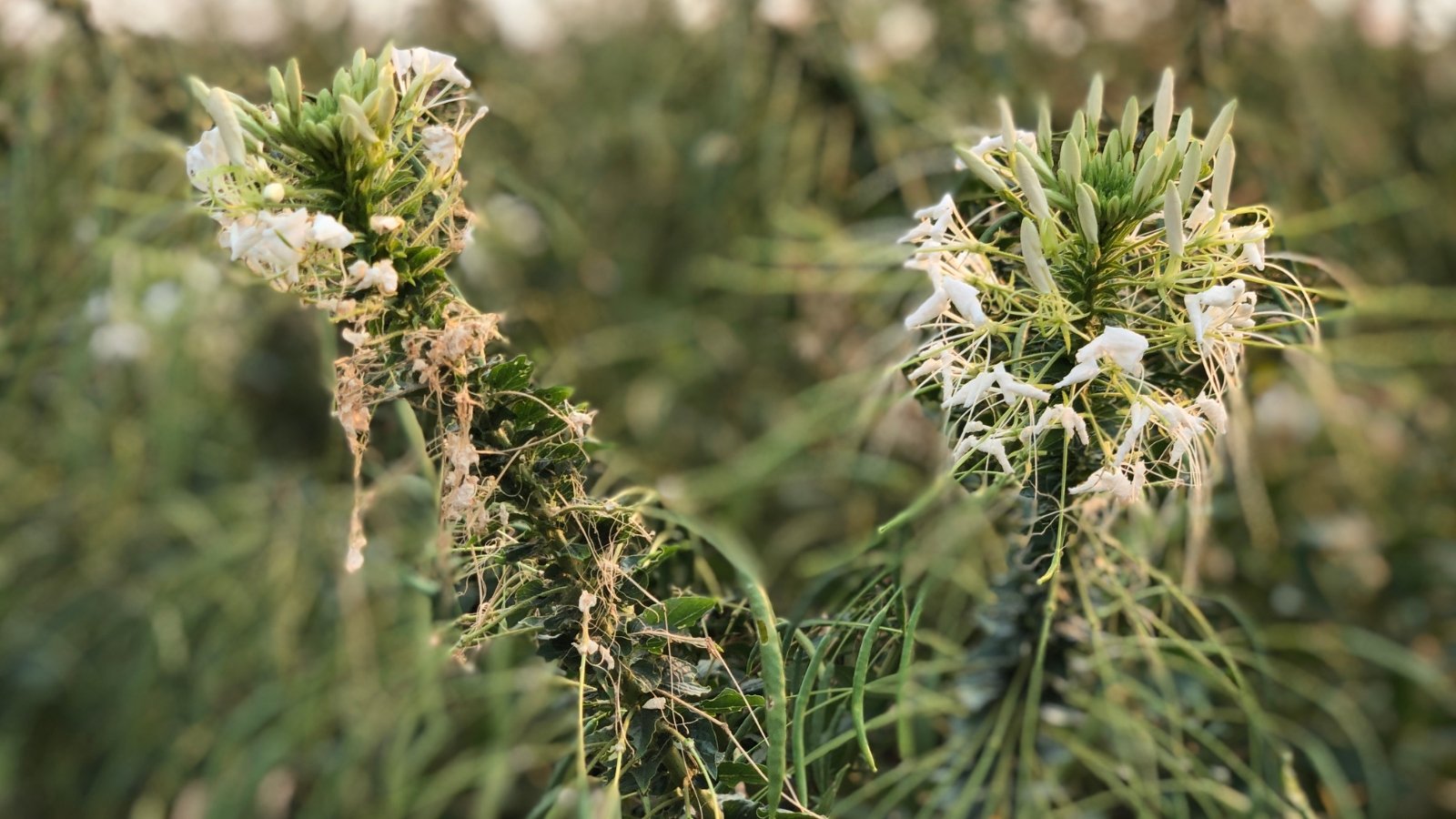 The wilted white cleome flowers have drooping, discolored petals that are no longer crisp, with faded, tangled stamens and a generally limp, sagging appearance.
