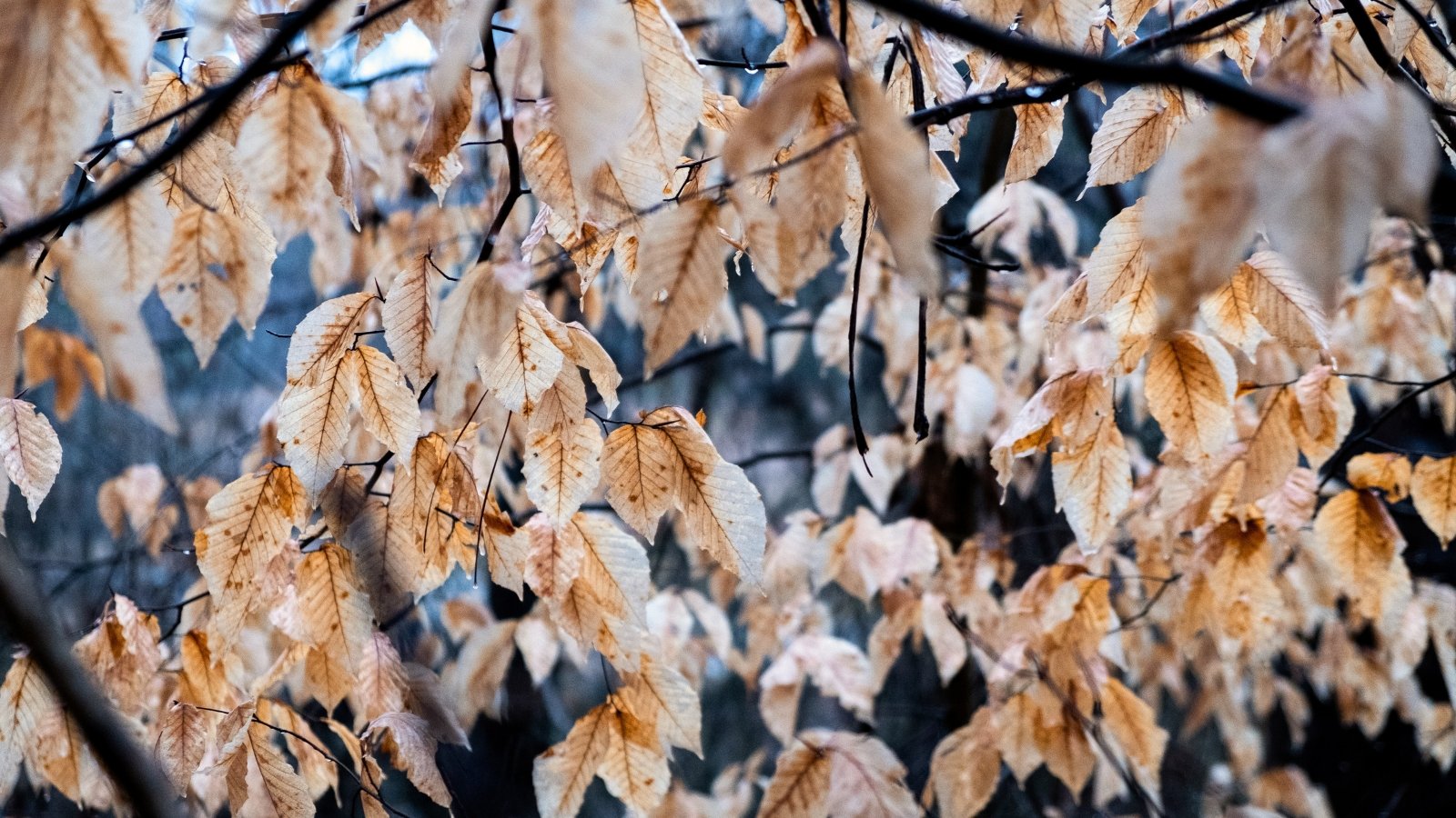 Close-up of branches with drooping, pale brown, oval leaves featuring jagged edges, all covered in a layer of frost.
