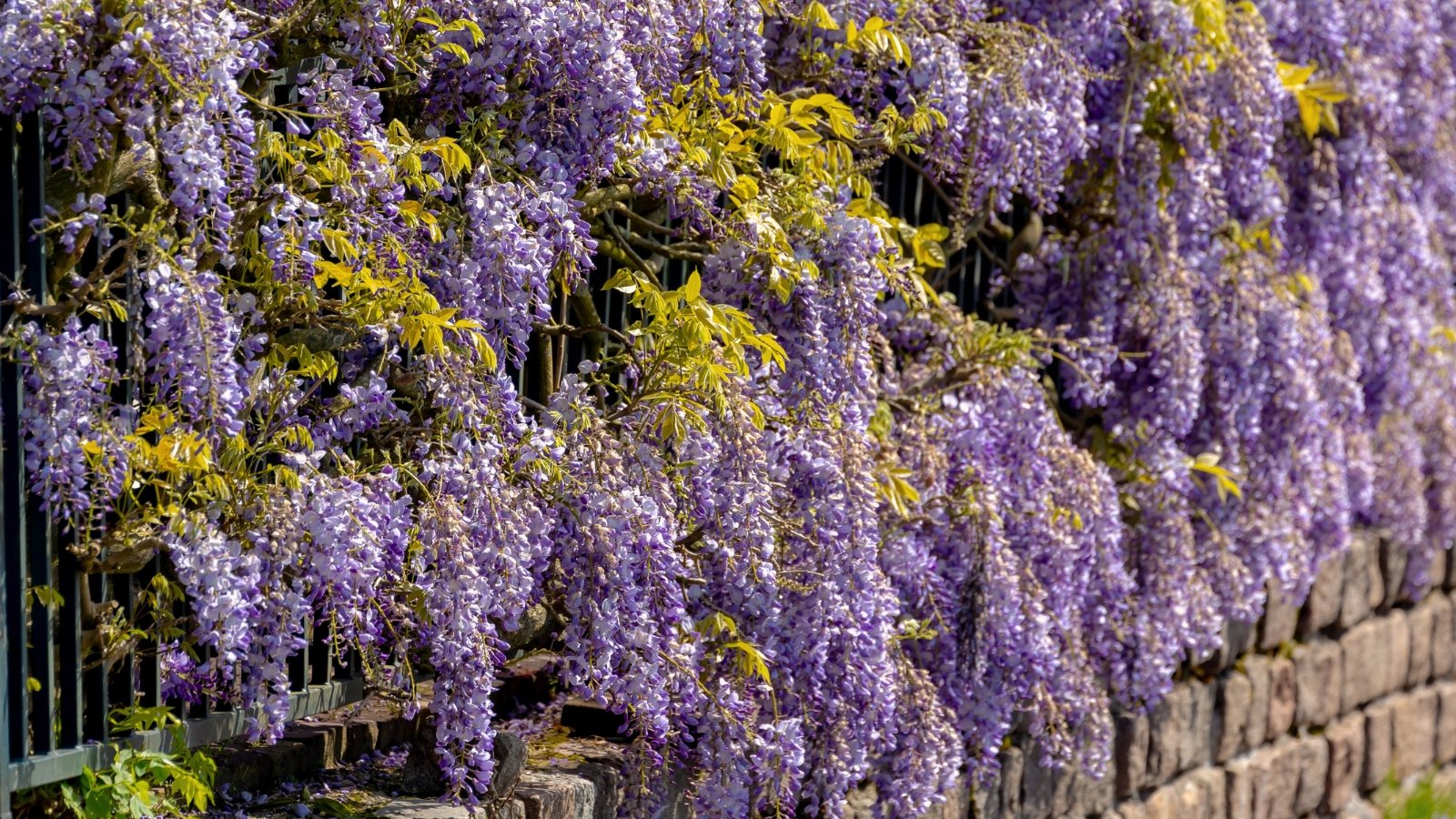 Wisteria frutescens features dense clusters of fragrant, violet-blue flowers and compound leaves with multiple small, oval leaflets.