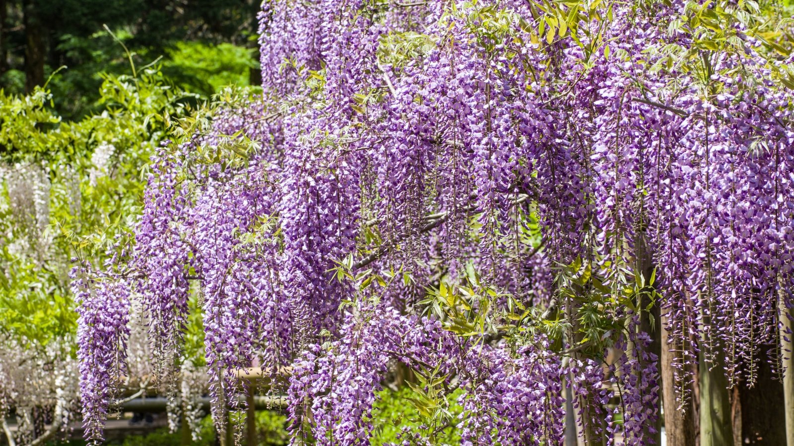 Wisteria showcases long, cascading clusters of fragrant, pea-like flowers in shades of purple with pinnate leaves.