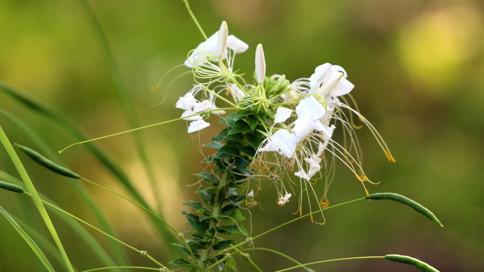 Close-up of a withered cleome plant characterized by airy, open clusters of four-petaled white flowers with wilted petals.