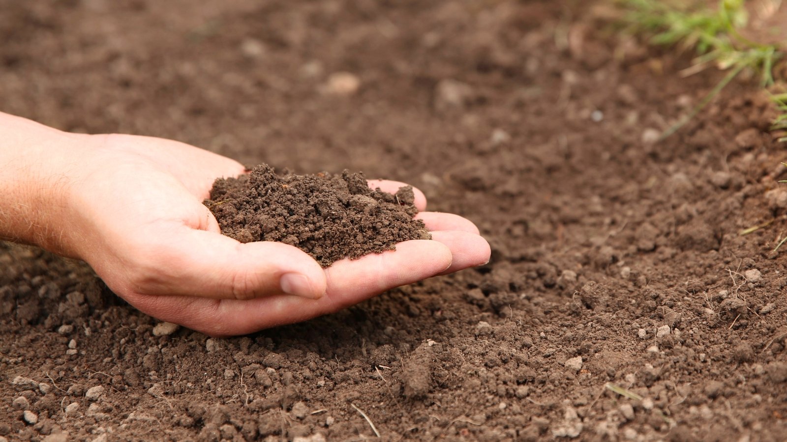 Close-up of a gardener's hand holding fresh dark brown soil with a loose texture.