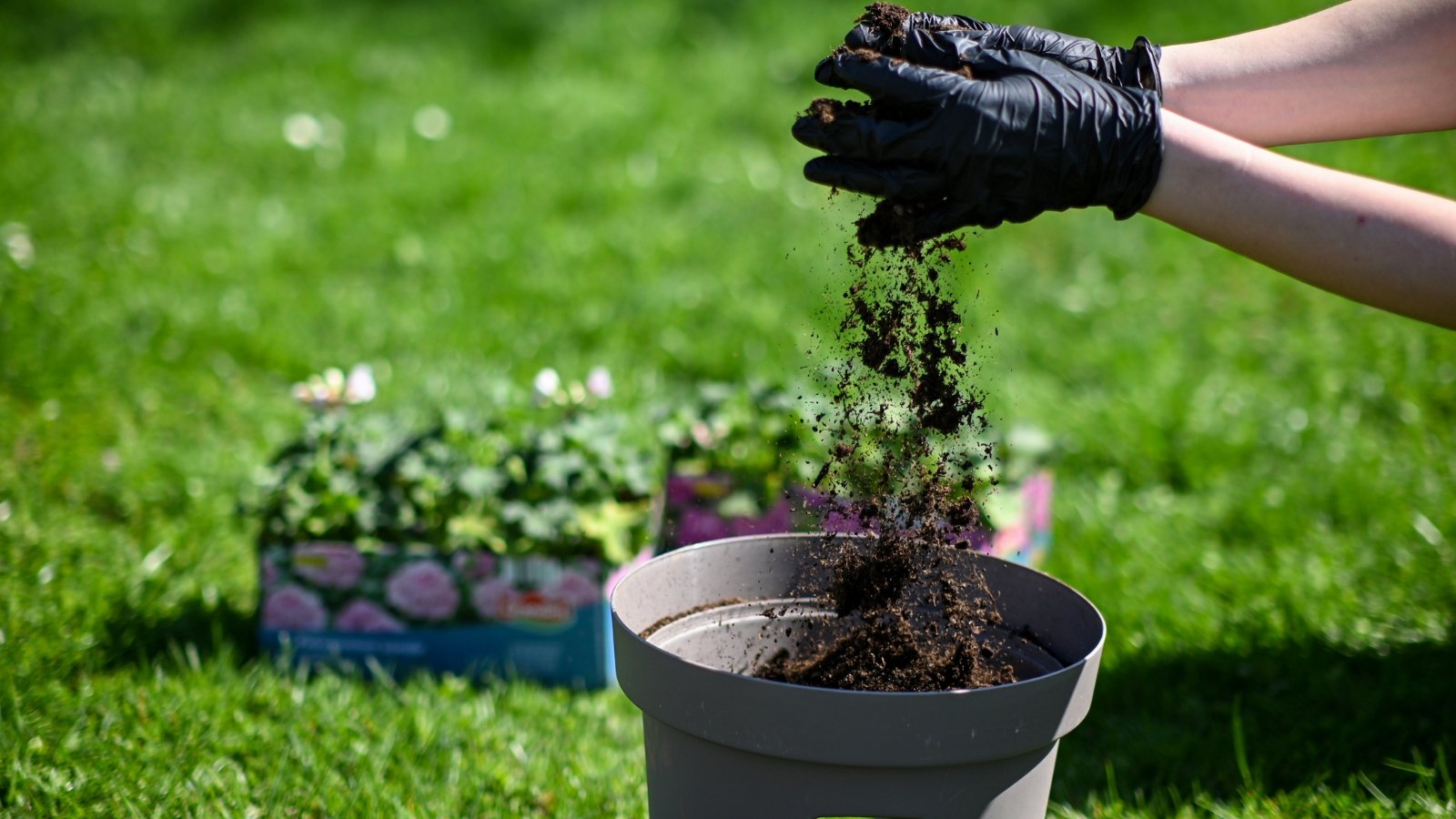 Close-up of female hands in black gloves pouring black loose soil into a large gray flower pot in a sunny garden.