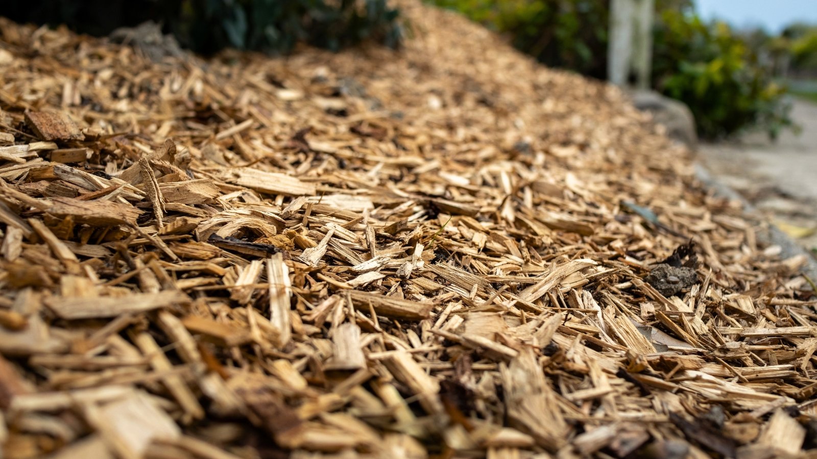 A close-up of wood chips spread across a garden pathway, providing a natural mulch.
