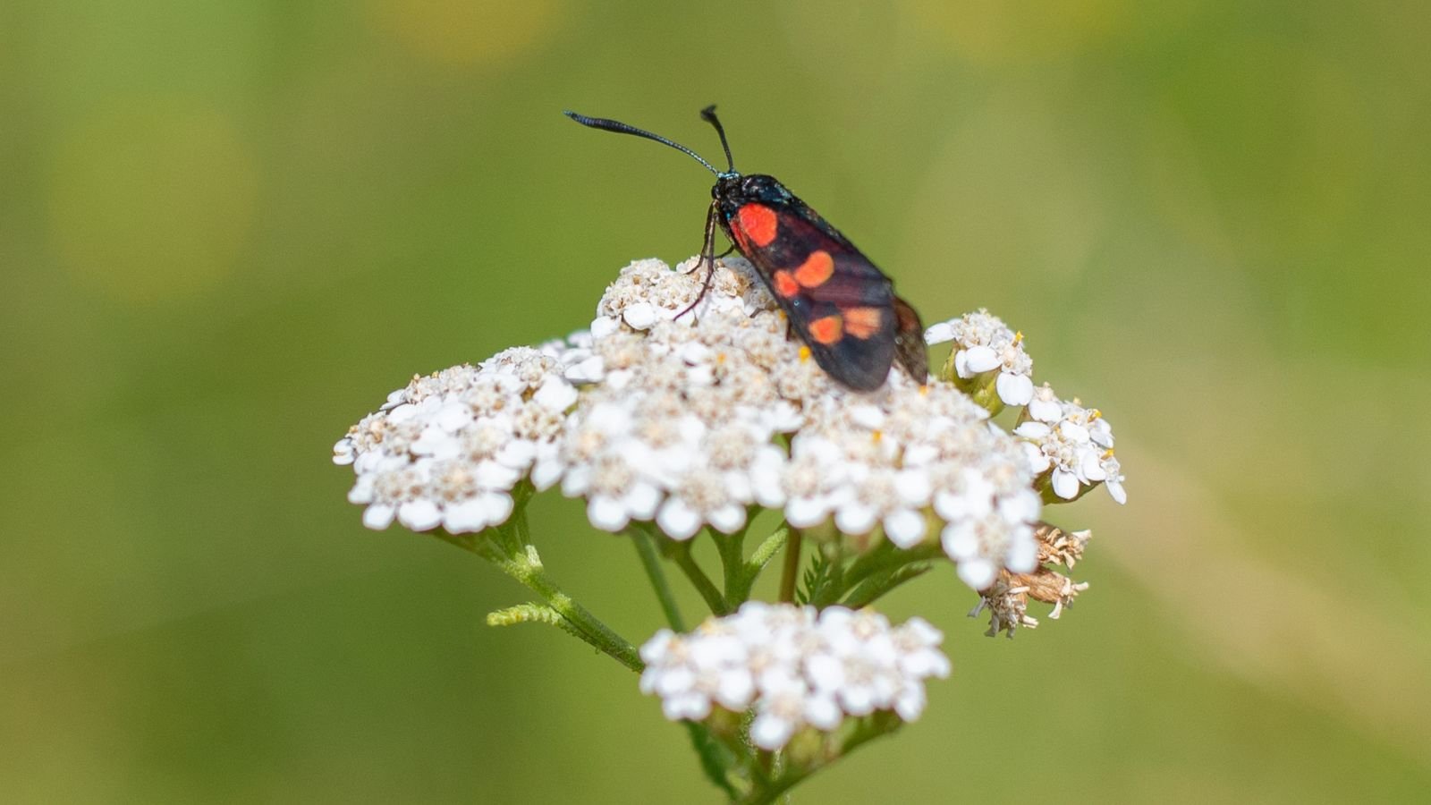 Lovely white flowers of Achillea spp., with a black and red butterfly sitting on the sprig of blooms with a green background