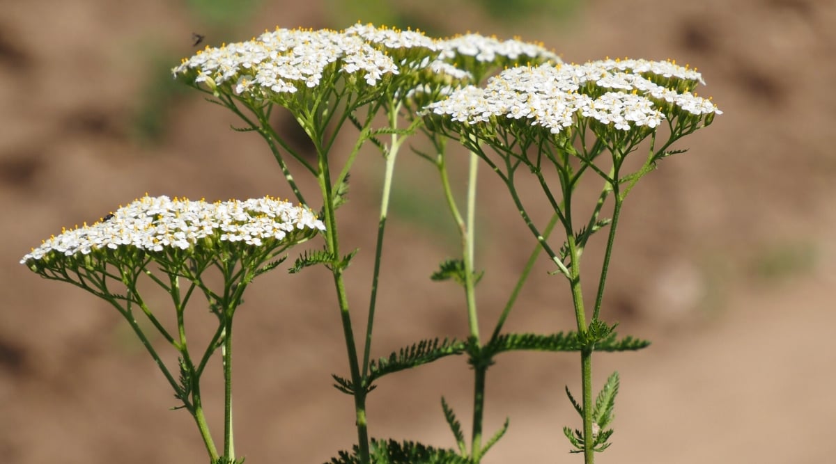 Close-up of flowering plants Yarrow, also known as Achillea, is a perennial herbaceous plant, in a sunny garden, against a blurred background. Yarrow plants have finely divided, fern-like leaves that are fragrant when rubbed. The leaves are generally feather-like, with several narrow segments arranged in an alternating pattern along the stems. The color of the leaves is grey-green. Yarrow flowers are small and form dense, flattened clusters known as umbels atop tall, sturdy stems. The flowers are white, similar to daisies, with a few tiny disc-shaped flowers surrounded by a few larger petal-like flowers.