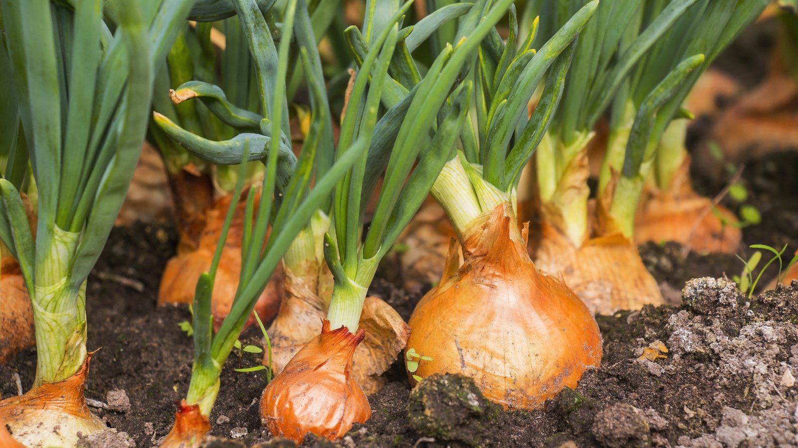 A vast field of neatly aligned yellow bulbs growing in dark, fertile soil.