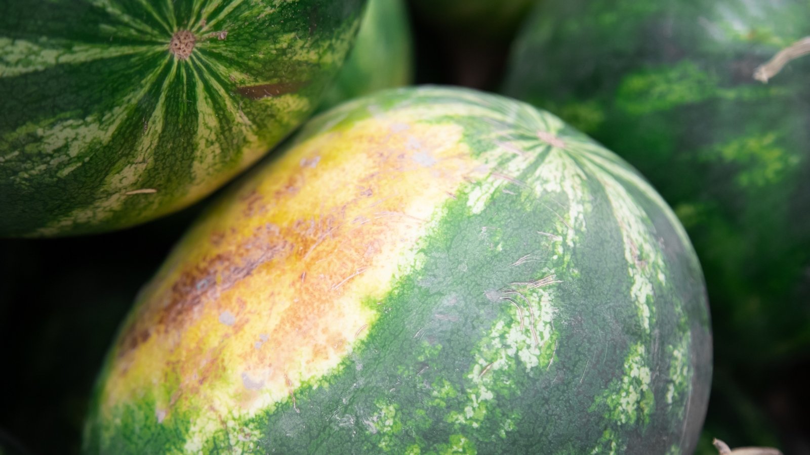 A ripe Citrullus lanatus with a yellow field spot, indicating maturity.