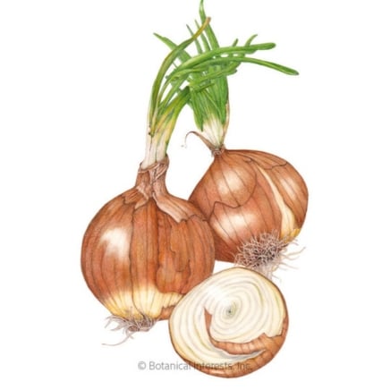 Yellow Sweet Spanish Utah Bulb Onion Seeds