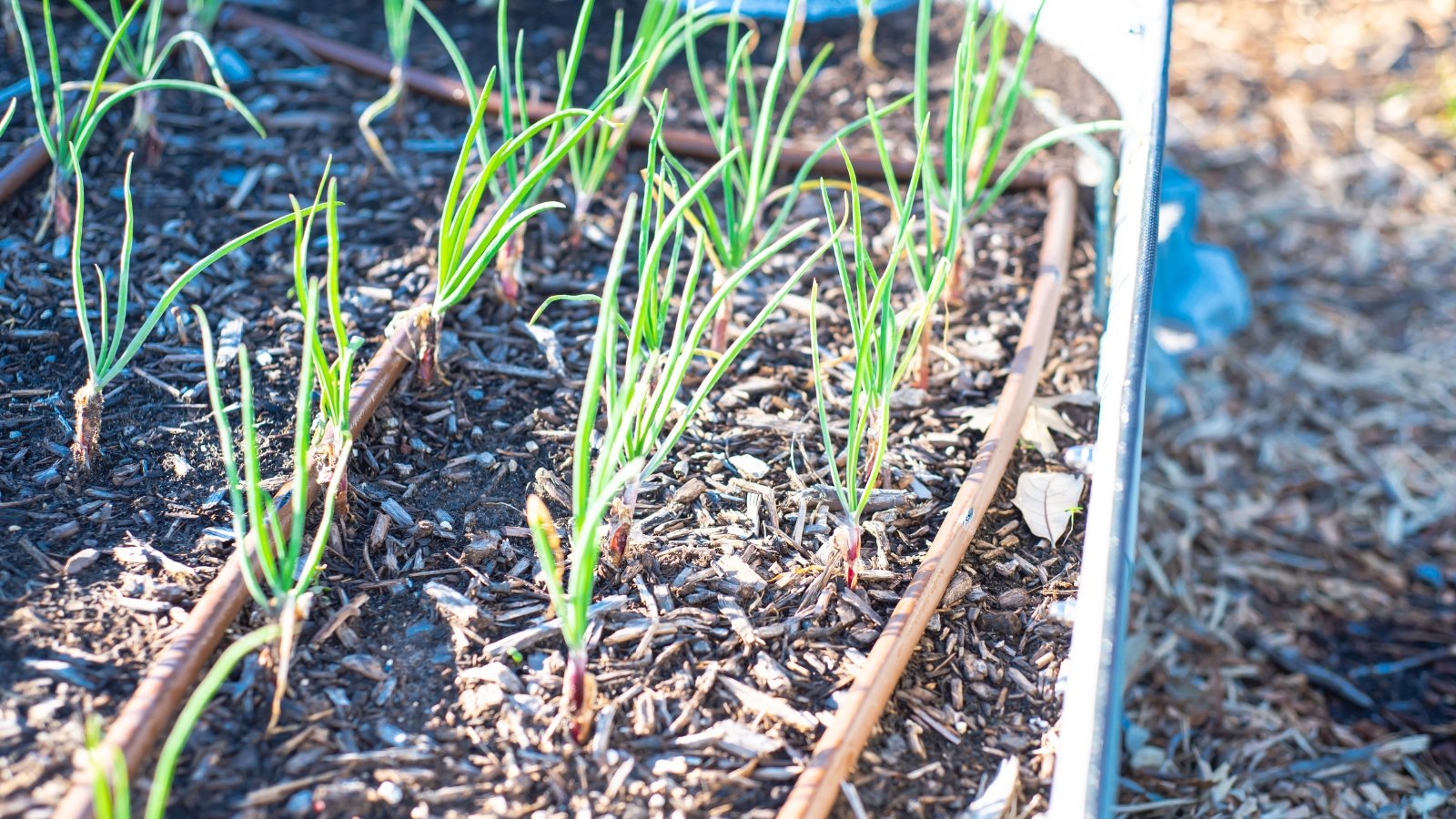 A circular metal container filled with small green seedlings sprouting from rich, dark soil, surrounded by grave.